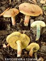 Xerocomellus ripariellus-amf307-1